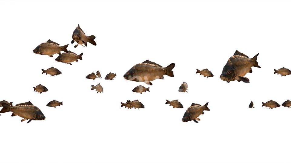 Fishes Videohive 24719456 Motion Graphics Image 5