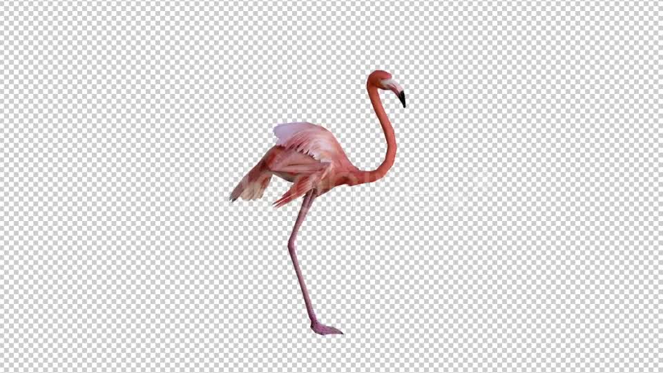 Flamingo 1 Realistic Videohive 21085735 Motion Graphics Image 1