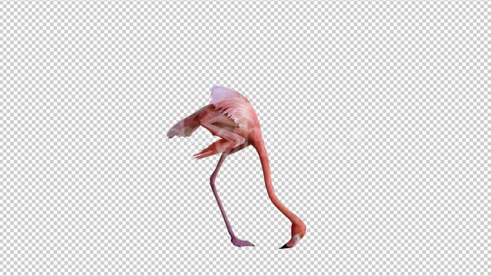 Flamingo 1 Realistic Videohive 21085735 Motion Graphics Image 2