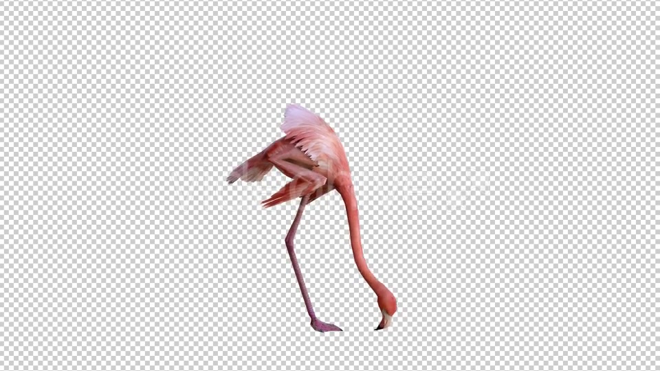 Flamingo 1 Realistic Videohive 21085735 Motion Graphics Image 3