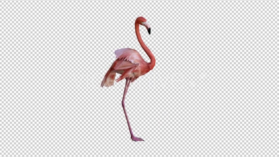 Flamingo 1 Realistic Videohive 21085735 Motion Graphics Image 4