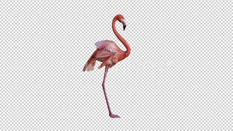 Flamingo 1 Realistic Videohive 21085735 Motion Graphics Image 5