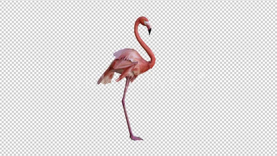 Flamingo 1 Realistic Videohive 21085735 Motion Graphics Image 6