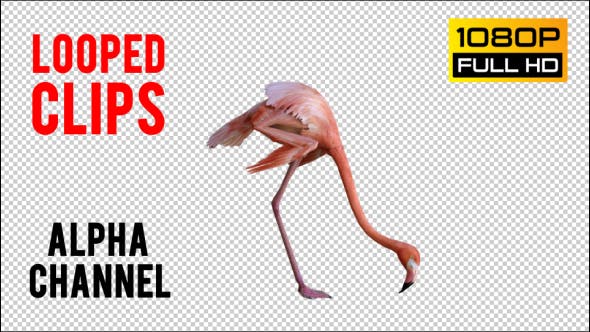 Flamingo 1 Realistic - Download 21085735 Videohive