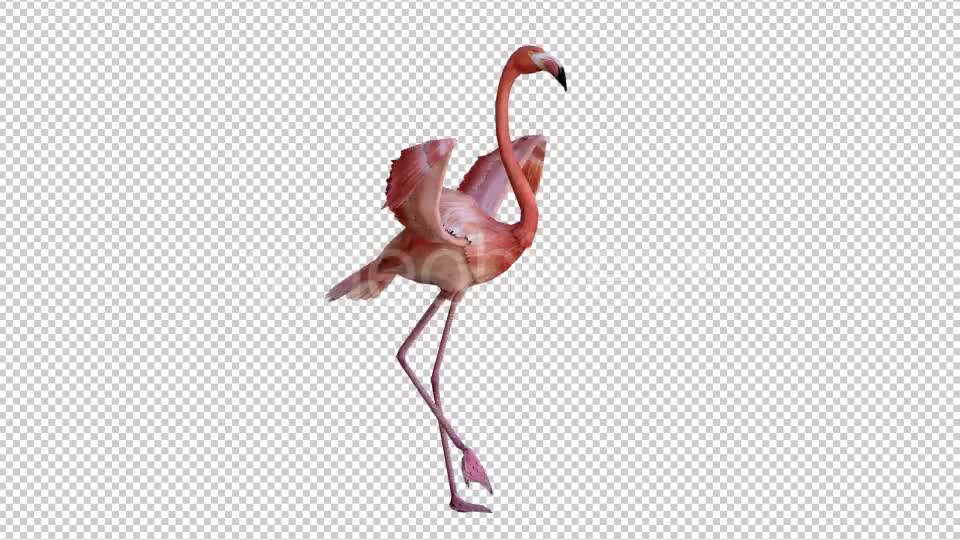 realistic flamingo clipart