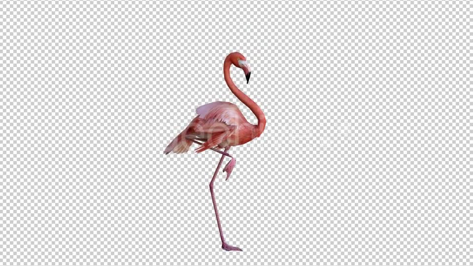 Flamingo 2 Realistic Videohive 21085831 Motion Graphics Image 2