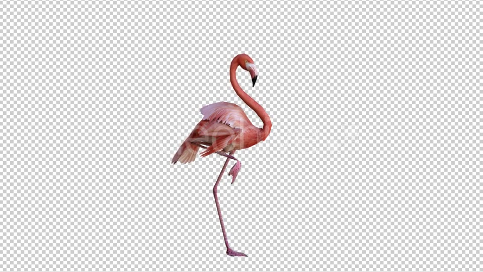 Flamingo 2 Realistic Videohive 21085831 Motion Graphics Image 3