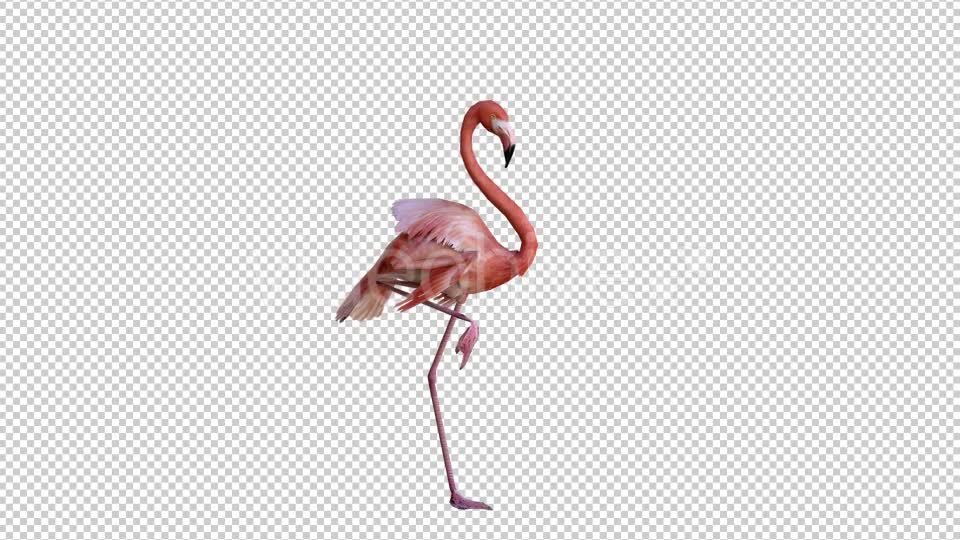 Flamingo 2 Realistic Videohive 21085831 Motion Graphics Image 6