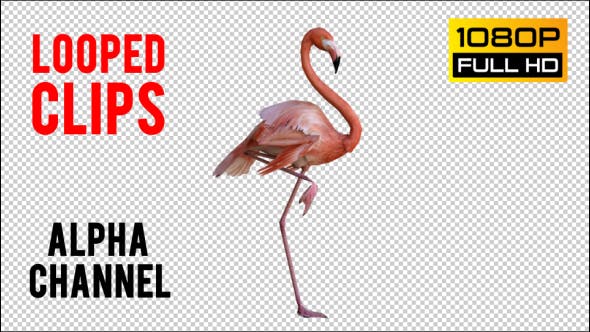 Flamingo 2 Realistic - 21085831 Download Videohive