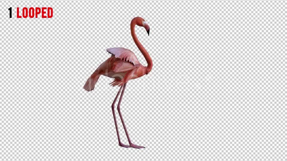 Flamingo 3 Realistic Pack 2 Videohive 21085888 Motion Graphics Image 1
