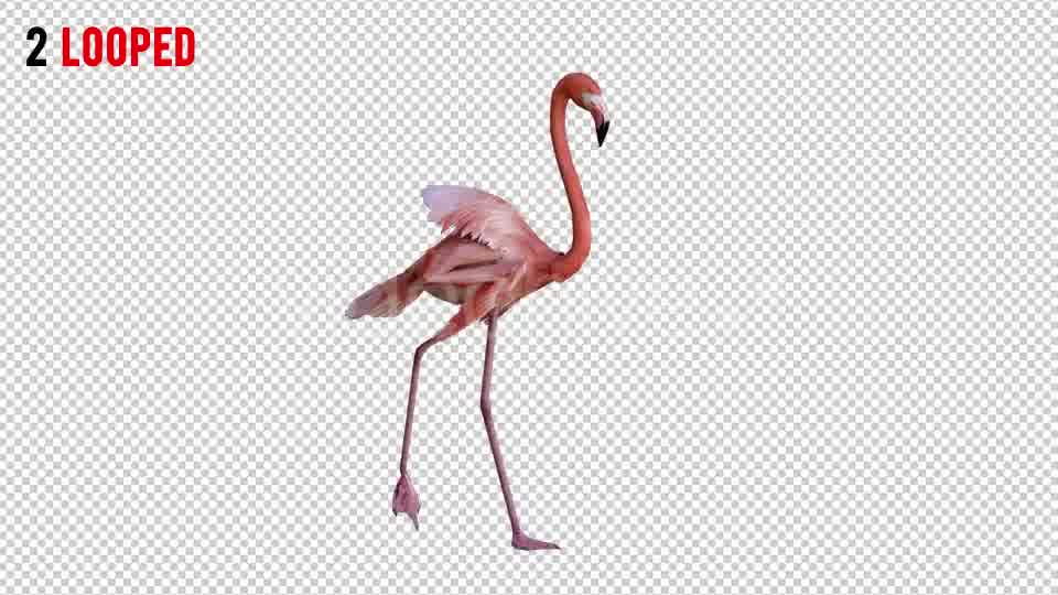 Flamingo 3 Realistic Pack 2 Videohive 21085888 Motion Graphics Image 10