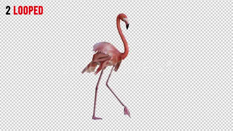 Flamingo 3 Realistic Pack 2 Videohive 21085888 Motion Graphics Image 11