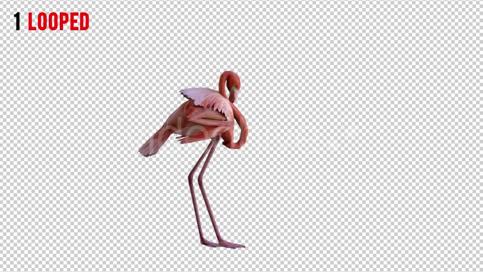 Flamingo 3 Realistic Pack 2 Videohive 21085888 Motion Graphics Image 2