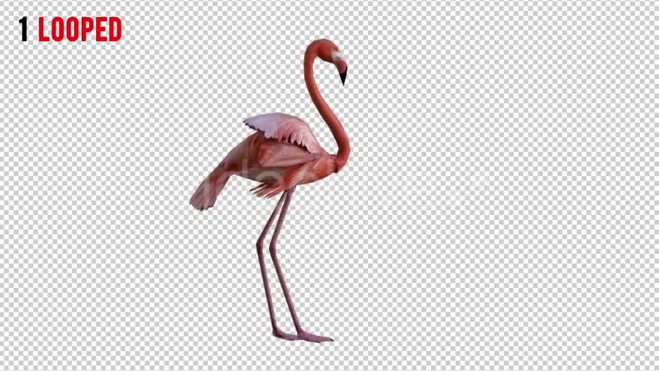 Flamingo 3 Realistic Pack 2 Videohive 21085888 Motion Graphics Image 7