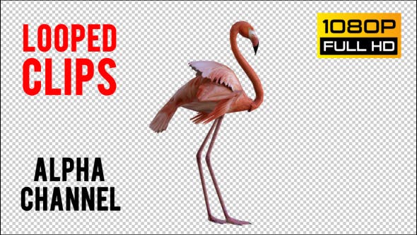 Flamingo 3 Realistic Pack 2 - 21085888 Videohive Download