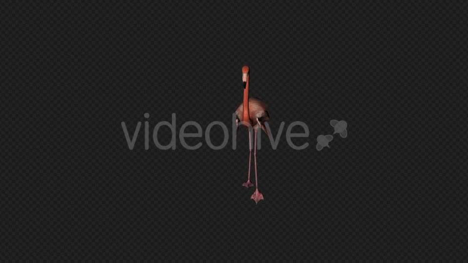 Flamingo Walk Pack1 4 In 1 Videohive 19912700 Motion Graphics Image 1