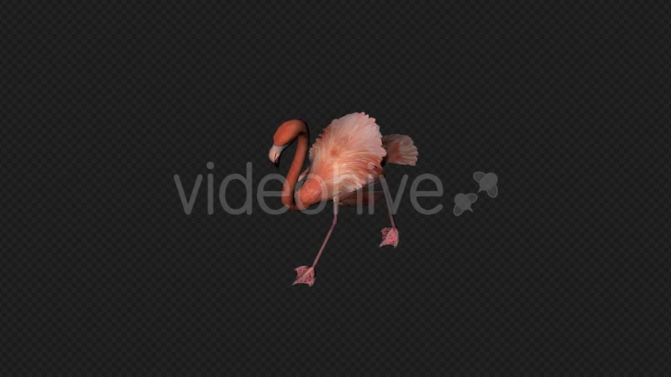 Flamingo Walk Pack1 4 In 1 Videohive 19912700 Motion Graphics Image 10