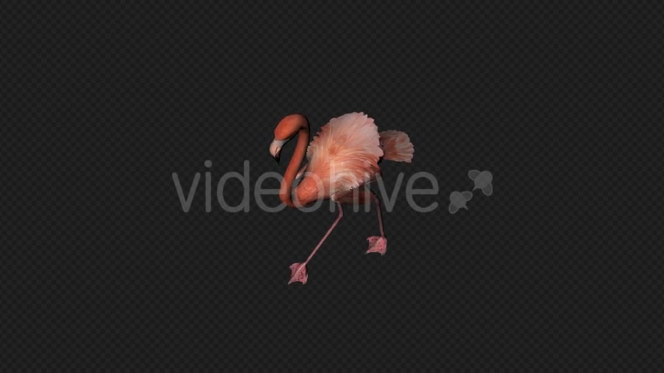 Flamingo Walk Pack1 4 In 1 Videohive 19912700 Motion Graphics Image 11
