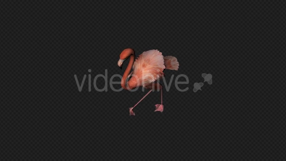 Flamingo Walk Pack1 4 In 1 Videohive 19912700 Motion Graphics Image 12