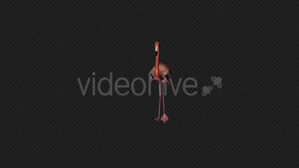 Flamingo Walk Pack1 4 In 1 Videohive 19912700 Motion Graphics Image 2