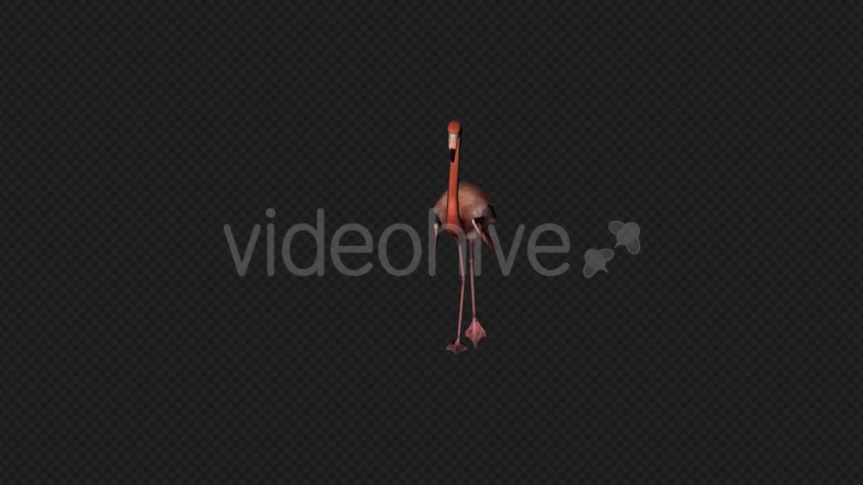 Flamingo Walk Pack1 4 In 1 Videohive 19912700 Motion Graphics Image 3