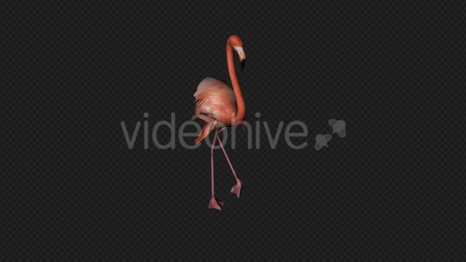 Flamingo Walk Pack1 4 In 1 Videohive 19912700 Motion Graphics Image 4