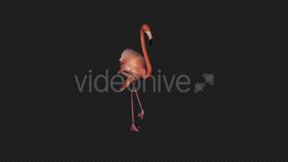 Flamingo Walk Pack1 4 In 1 Videohive 19912700 Motion Graphics Image 5