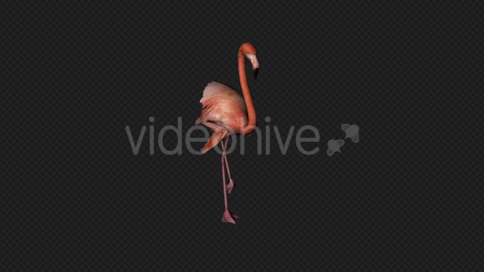Flamingo Walk Pack1 4 In 1 Videohive 19912700 Motion Graphics Image 6