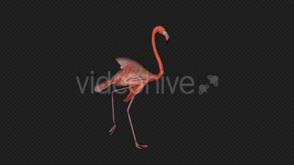 Flamingo Walk Pack1 4 In 1 Videohive 19912700 Motion Graphics Image 7