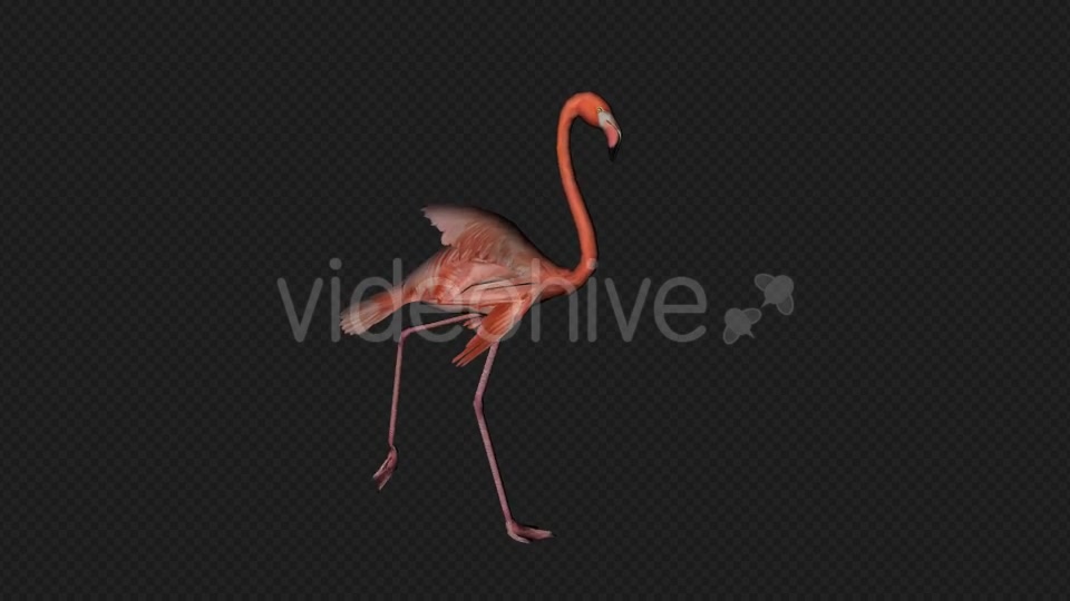 Flamingo Walk Pack1 4 In 1 Videohive 19912700 Motion Graphics Image 8