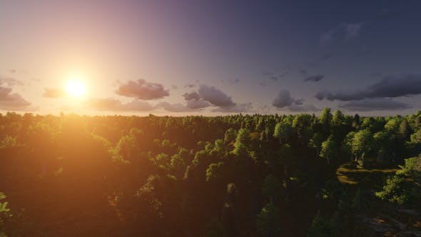 Flight over Forest During Sunrise - 13200984 Download Videohive