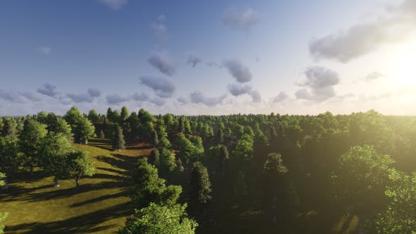 Flight over Forest During Sunset - 13201025 Download Videohive
