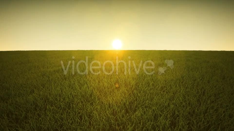 Flight Over Grass, Sunrise Videohive 19993698 Motion Graphics Image 1