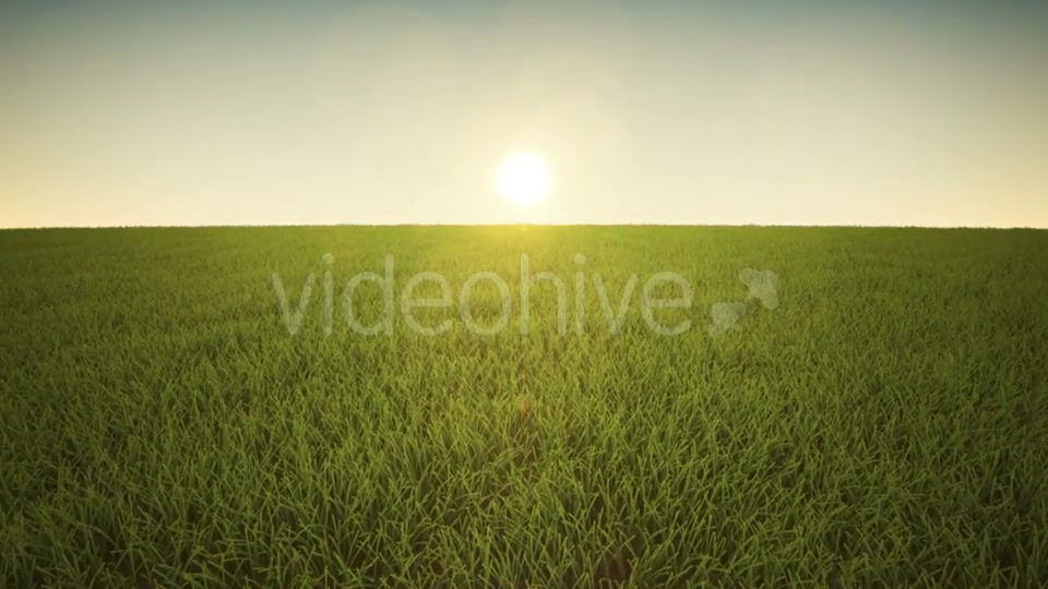 Flight Over Grass, Sunrise Videohive 19993698 Motion Graphics Image 2