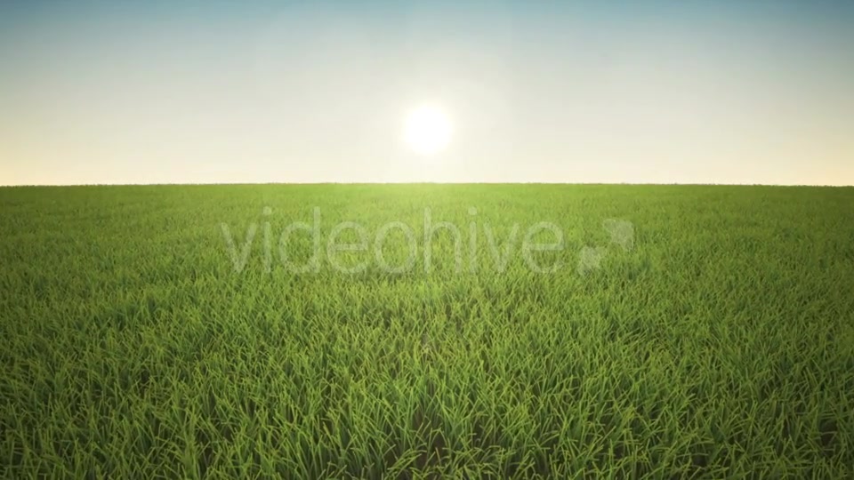Flight Over Grass, Sunrise Videohive 19993698 Motion Graphics Image 3