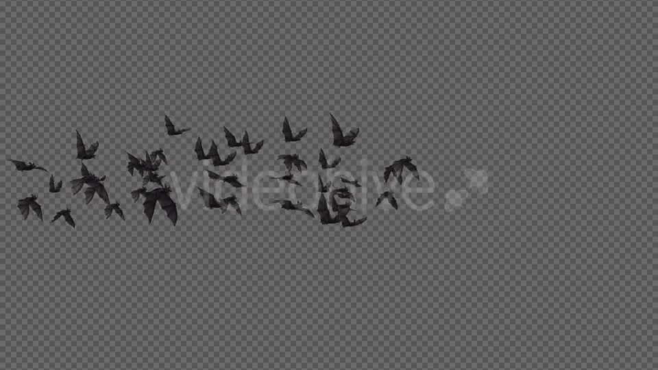 Flock of Bats Angle Flying I Left to Right Videohive 18162851 Motion Graphics Image 3