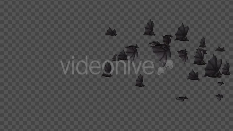Flock of Bats Side Flying I Left to Right Videohive 18162783 Motion Graphics Image 7