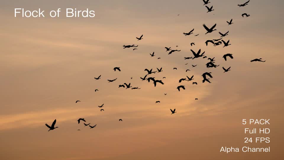 Flock of Birds Videohive 17850805 Motion Graphics Image 1
