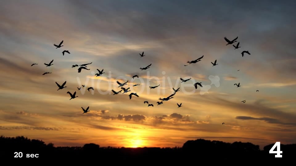 Flock of Birds Videohive 17850805 Motion Graphics Image 10
