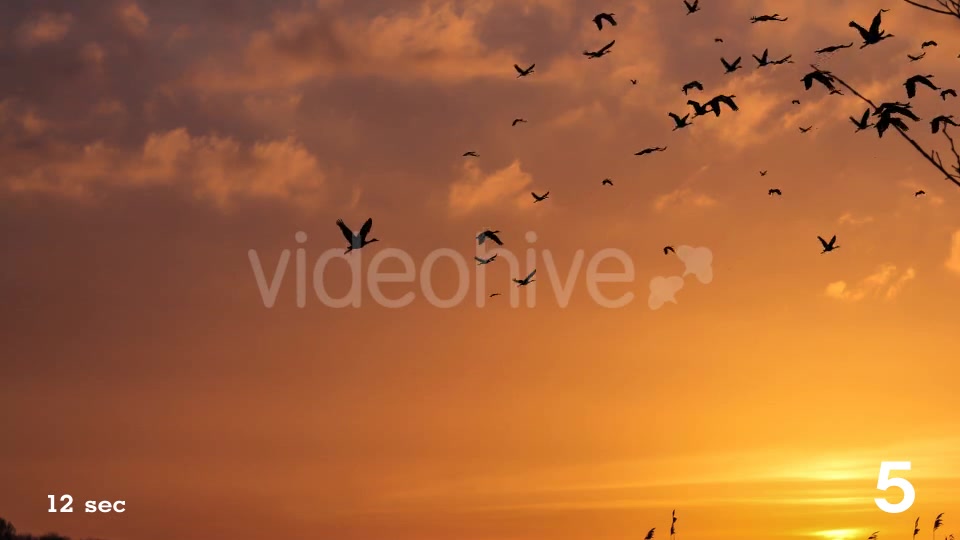 Flock of Birds Videohive 17850805 Motion Graphics Image 12