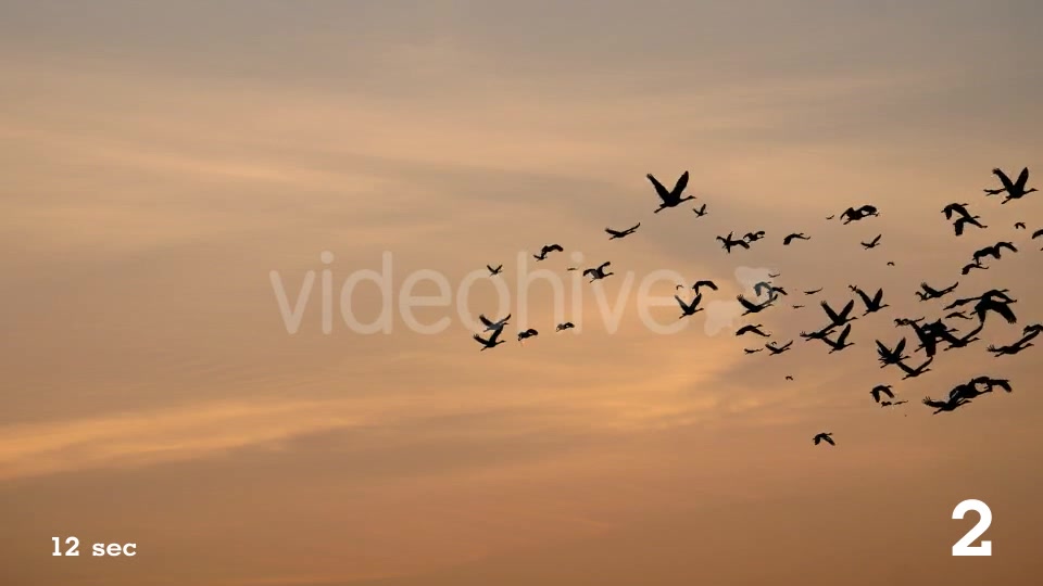 Flock of Birds Videohive 17850805 Motion Graphics Image 5