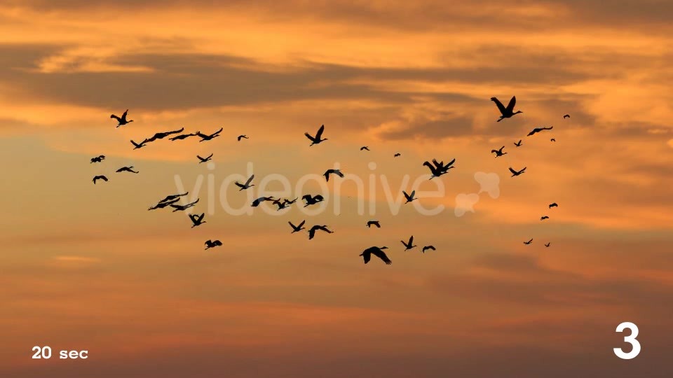 Flock of Birds Videohive 17850805 Motion Graphics Image 7