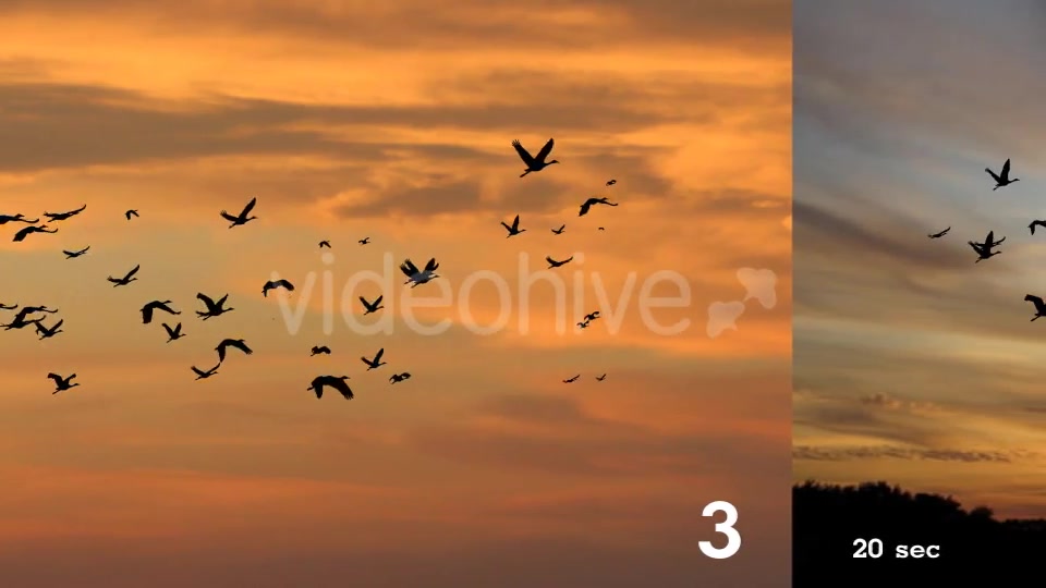 Flock of Birds Videohive 17850805 Motion Graphics Image 8