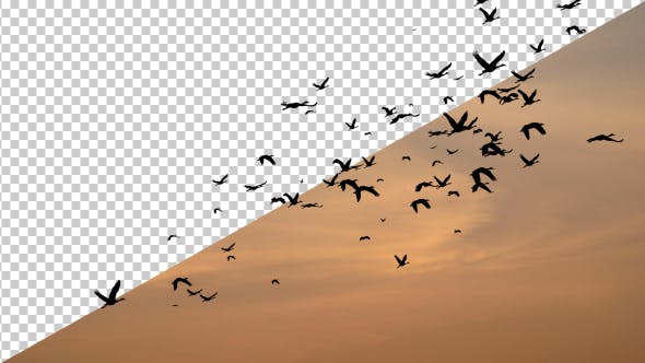 Flock of Birds - 17850805 Download Videohive