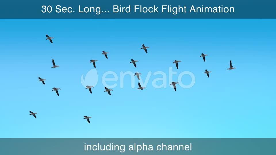 Flock Of Birds Videohive 22650050 Motion Graphics Image 1