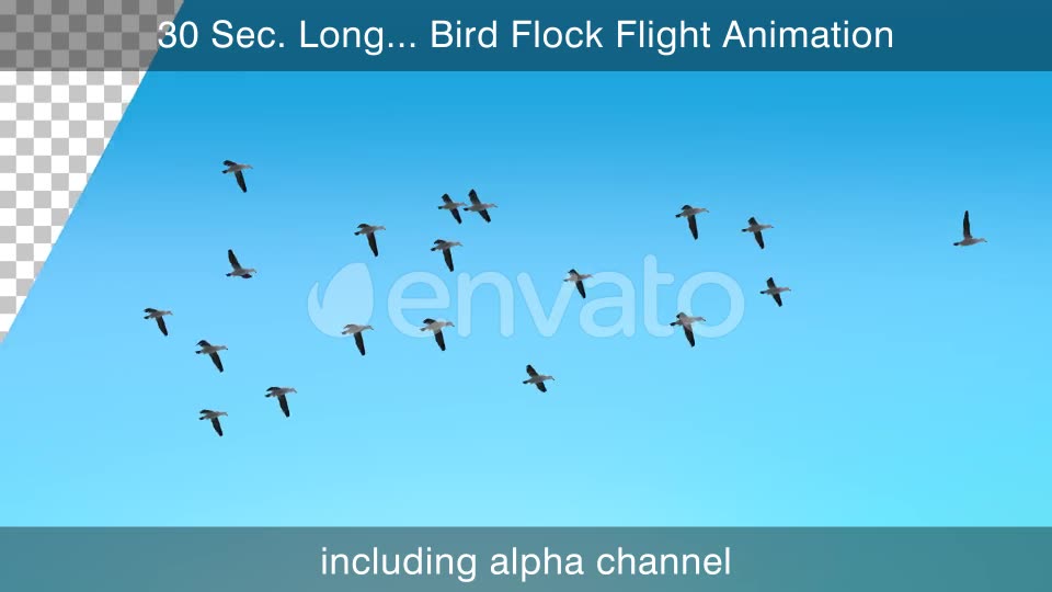 Flock Of Birds Videohive 22650050 Motion Graphics Image 2