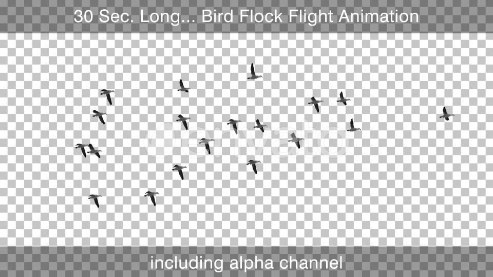 Flock Of Birds Videohive 22650050 Motion Graphics Image 4