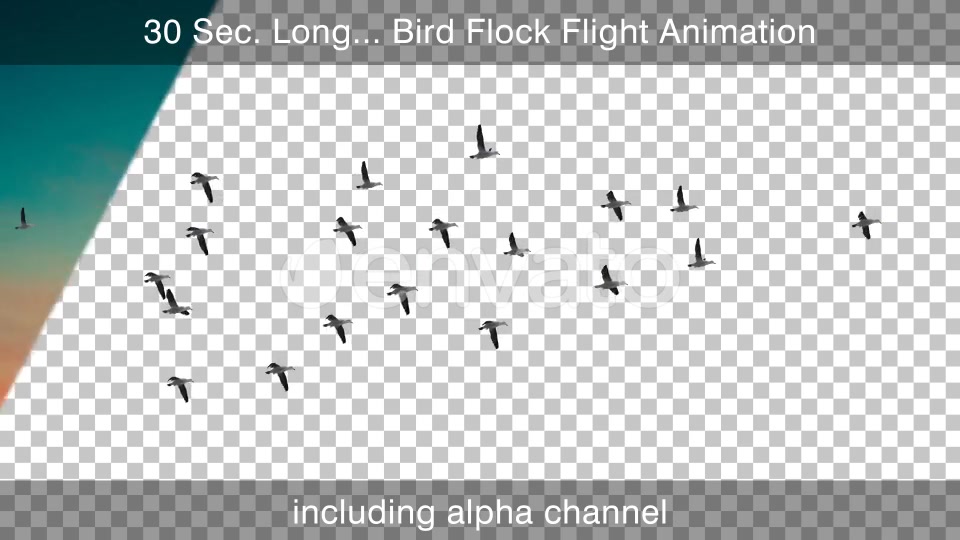 Flock Of Birds Videohive 22650050 Motion Graphics Image 5