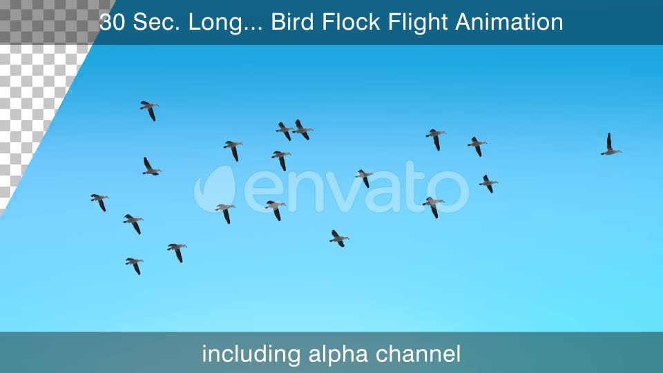 Flock Of Birds 4K Videohive 25076316 Motion Graphics Image 2