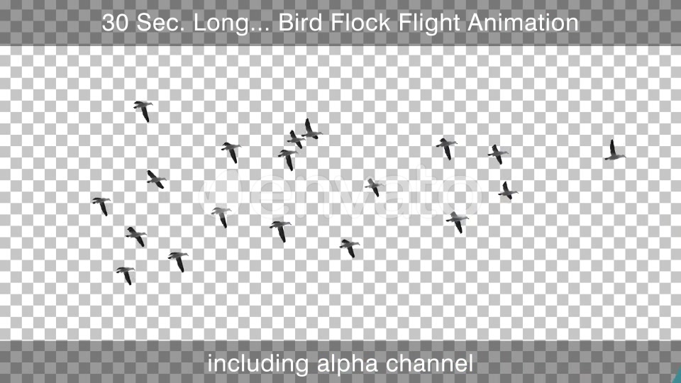 Flock Of Birds 4K Videohive 25076316 Motion Graphics Image 3